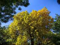 天津賞秋攻略｜這些地方才是秋天該有的樣子