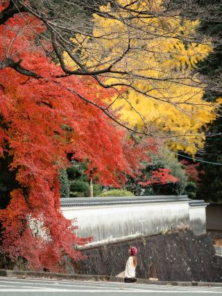 Saga's Famous Autumn Foliage Spot | Ryukotoku-ji Temple, a Quiet Temple Gently Embraced by Autumn