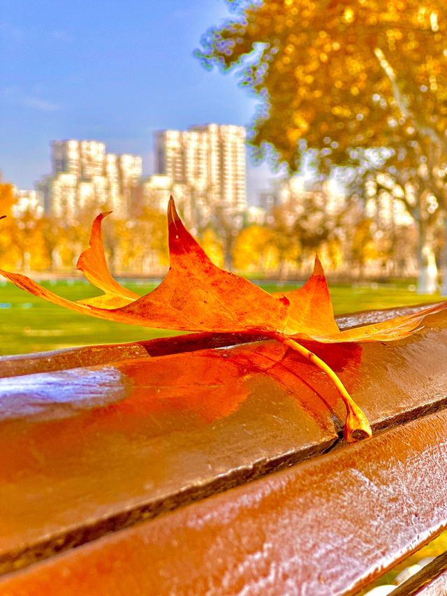 梧桐金雨絕絕子！世紀公園秋日限定攻略
