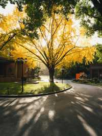 清晨8點,我拍到了樹的呼吸聲!