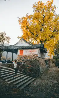 溫州這棵400年的銀杏王已經黃了，趁沒人快衝!!