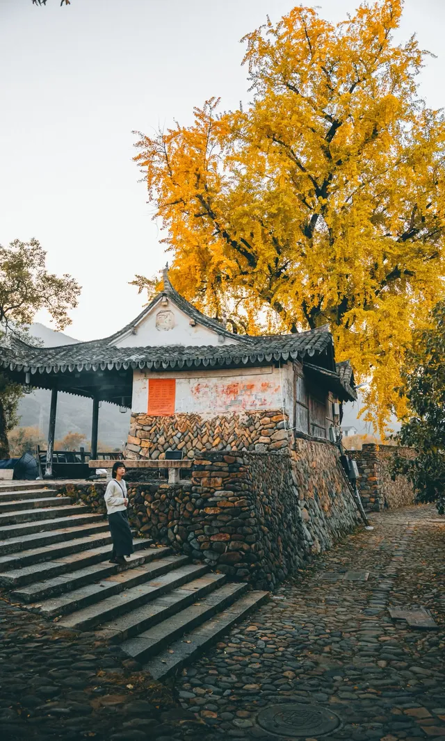 溫州這棵400年的銀杏王已經黃了，趁沒人快衝!!