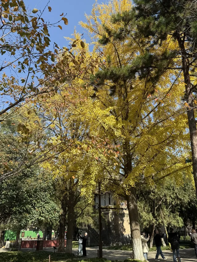 實況link被西安小雁塔的銀杏給驚艷到啦 實況link被西安小雁塔的銀杏給驚艷到啦