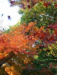 花港觀魚確實美得超出!附賞楓攻略