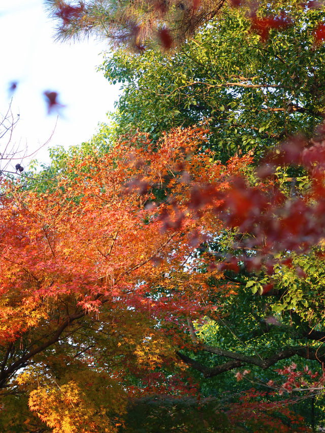 花港觀魚確實美得超出!附賞楓攻略 花港觀魚確實美得超出!附賞楓攻略