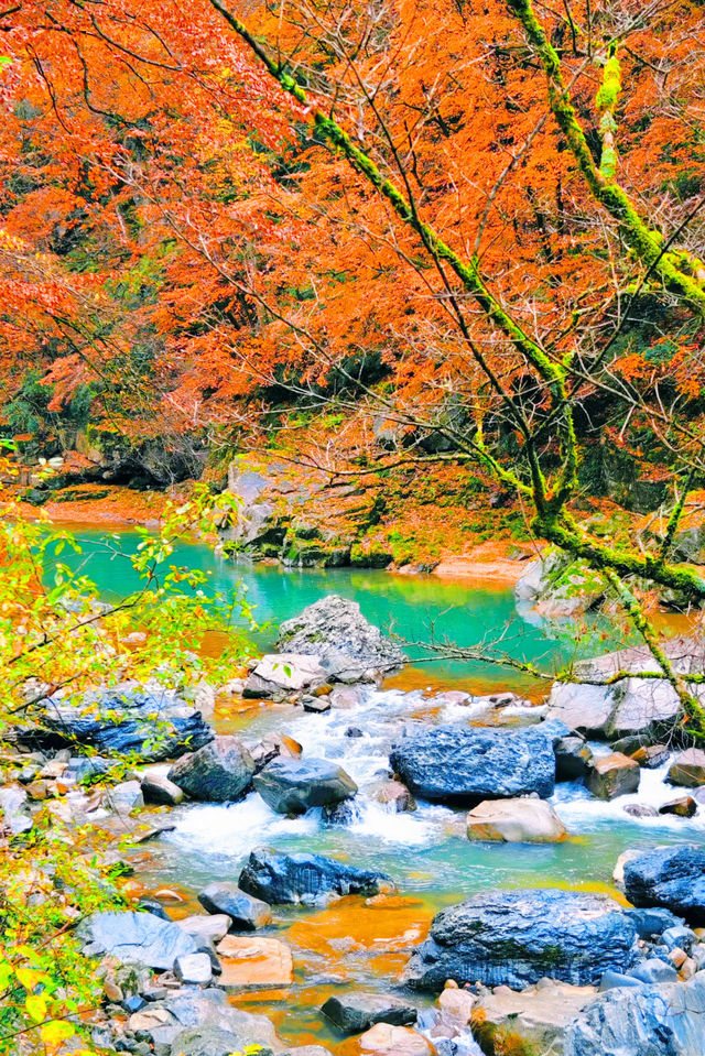 央視力推的秋日頂流成都周邊「中國紅葉第一山」 央視力推的秋日頂流成都周邊「中國紅葉第一山」