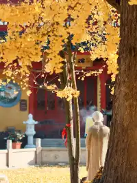 都給我衝，上海賞秋怎能少了這顆千年古銀杏