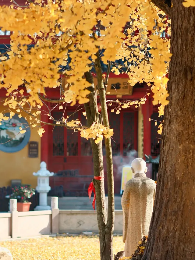 都給我衝，上海賞秋怎能少了這顆千年古銀杏