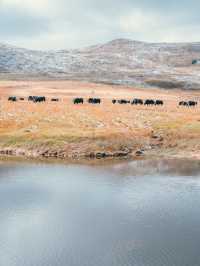 自駕川西|一場大雪,川西有了冬日氛圍