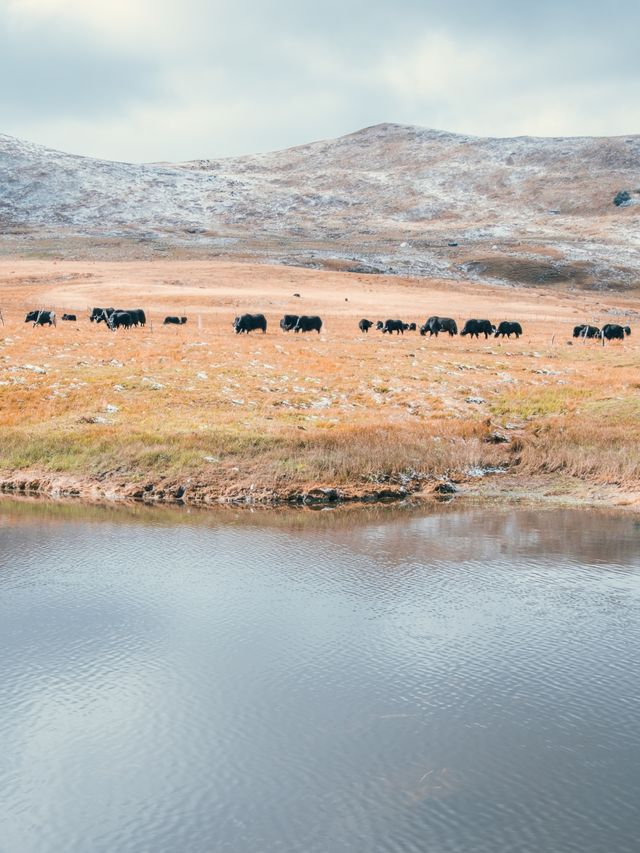 自駕川西|一場大雪,川西有了冬日氛圍 自駕川西|一場大雪,川西有了冬日氛圍