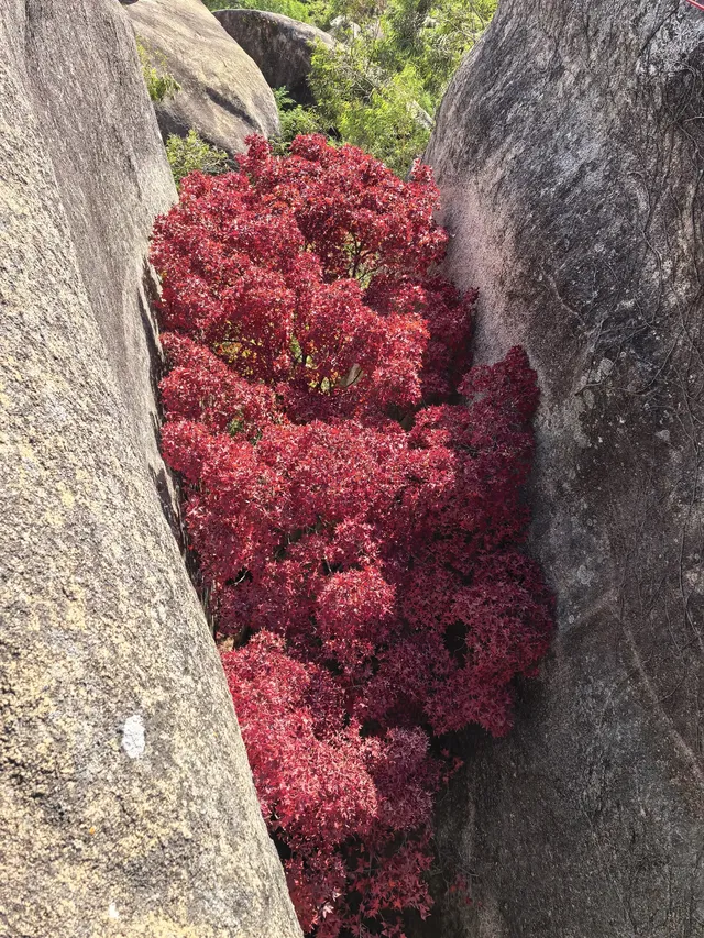 東坪山上長在岩縫裡的紅葉。