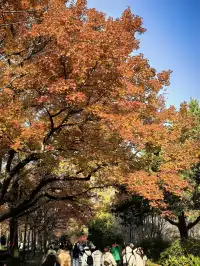 秋日頂流～～明孝陵胭脂雪