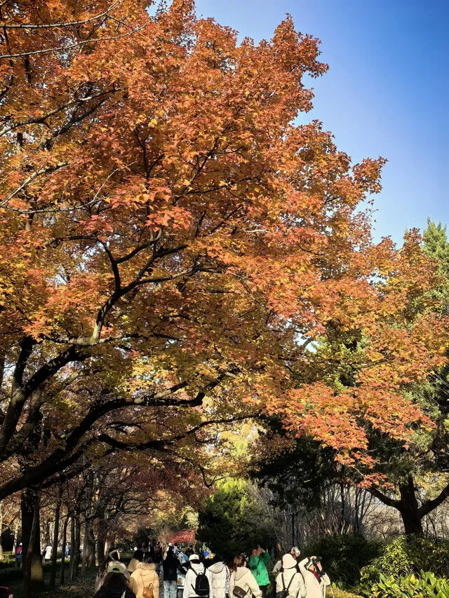 秋日頂流～～明孝陵胭脂雪