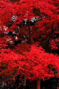 上海魯迅公園｜秋日限定！紅葉與暖陽的絕美約會地