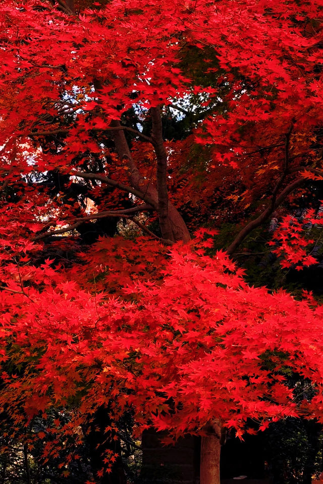 上海魯迅公園｜秋日限定！紅葉與暖陽的絕美約會地