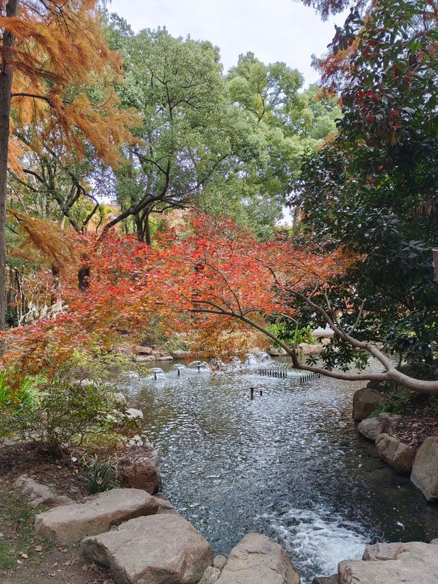 初冬暖陽下的多彩上海共青森林公園 初冬暖陽下的多彩上海共青森林公園