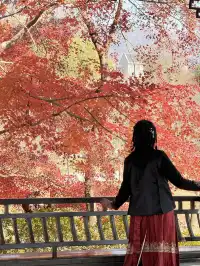 鐘山風景區精華指南含無人版梧桐大道