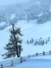 北疆冰雪仙境:喀納斯奇幻之旅!