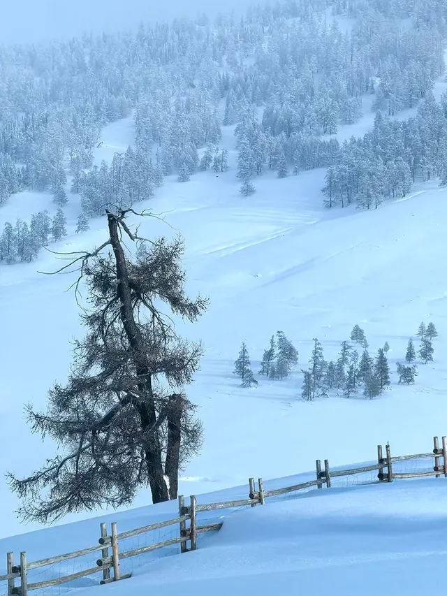 北疆冰雪仙境:喀納斯奇幻之旅! 北疆冰雪仙境:喀納斯奇幻之旅!