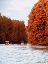 上海版“阿勒泰”|水杉林美到窒息