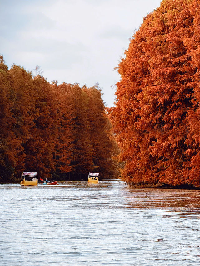 上海版“阿勒泰”|水杉林美到窒息 上海版“阿勒泰”|水杉林美到窒息