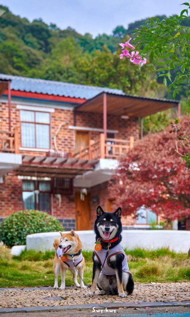 郴州資興|在森林裡遇見了東江湖晨霧 郴州資興|在森林裡遇見了東江湖晨霧