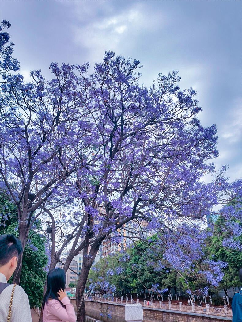 【KUMA-KUNページ】パープル Wi-Fiモデル　256GB Kunming Jacaranda Guide: Purple Romance from April to May