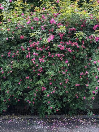 Changsha's 100-Meter Rose Wall on April 23—Less Crowded, Hurry Up!