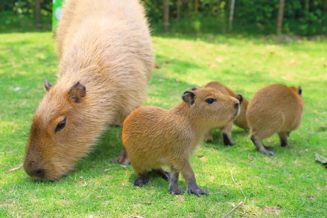 南寧園博園カピバラ三つ子が登場 | Trip.com 南寧