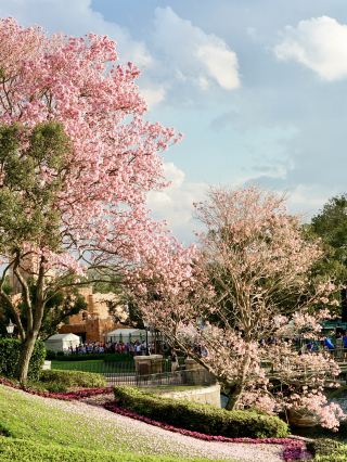 Florida's 4 Major Theme Parks Adventure with Accommodation Tips to Save on Express Passes