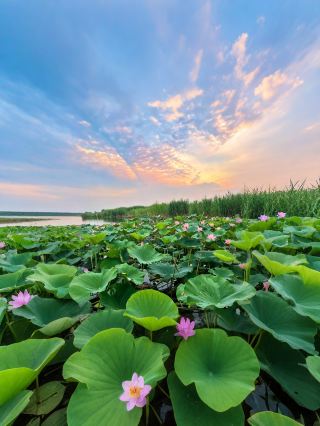 "Pearl of North China"! Ten thousand acres of lotus ponds burst into a real-life northern water town