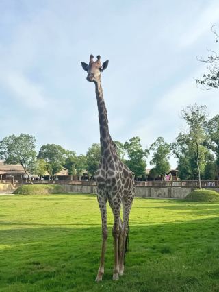 Nanchang to Fengcheng Beautiful Animal World just 1 hour by car!�