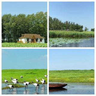 My Wild Bird-Watching Adventure at Zhalong Nature Reserve