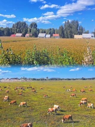 Songnen Plain | Rolling through the grasslands with Swiss rolls in sight, autumn stretches on