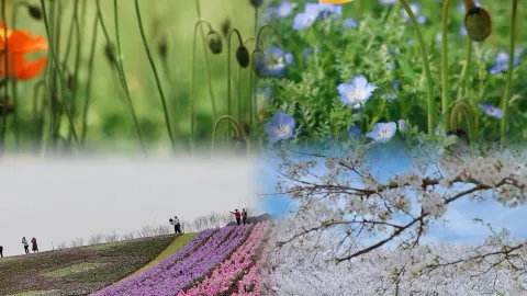 半小時直達句容，這片花海太治癒 — traveler post in 鎮江