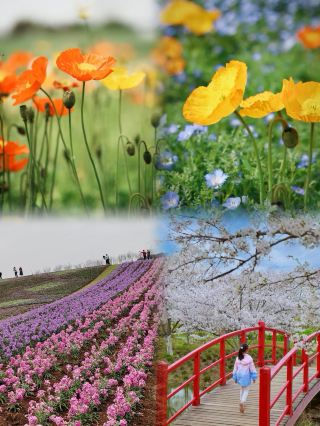 Reach this soothing sea of flowers in Jurong in just 30 minutes