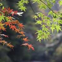 【千葉】養老渓谷で紅葉を見ながらマイナスイオンに満たされる！