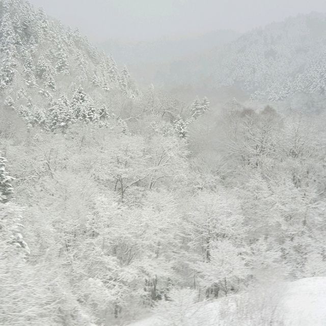 겨울 설경에 취하고 싶다면 비에이 흰수염폭포