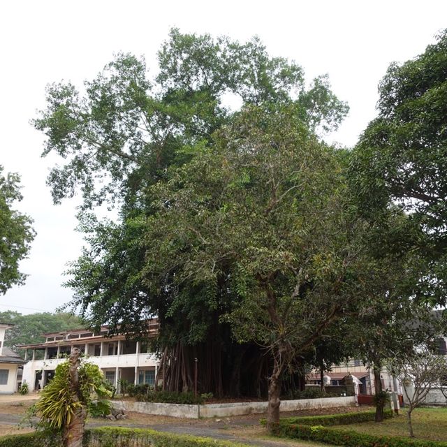 Haw Pha Bang and the Royal Palace