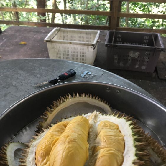 King of fruit hunting in Balik Pulau!