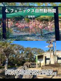 【宮崎】行ってよかった宮崎観光スポット7選🌺
