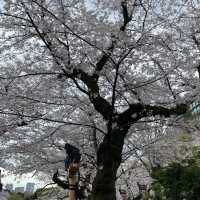 千鳥ヶ淵縁道の桜