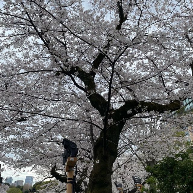 千鳥ヶ淵縁道の桜