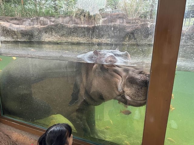📍台灣木柵動物園 #世界前十大都市型的動物園之一