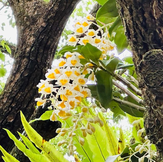 賞花日