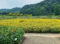 เที่ยวญี่ปุ่น Gifu World Rose Garden 