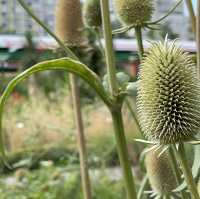 Let Sunflower lead a garden tour 