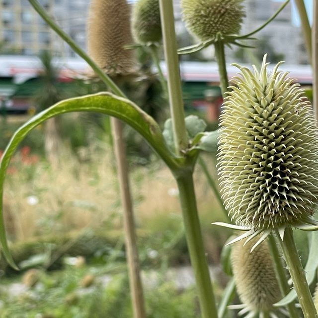 Let Sunflower lead a garden tour 