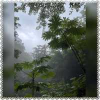 （桃園/復興）享受芬多精的洗禮-拉拉山神木群步道