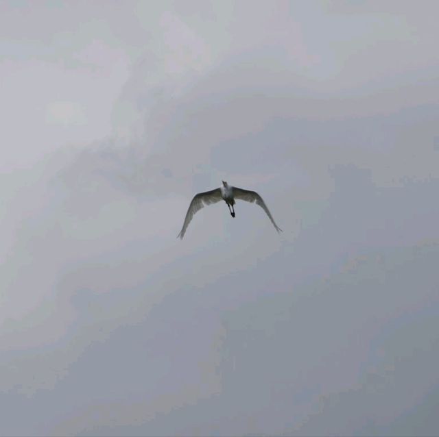 Wildlife at Sungei Buloh